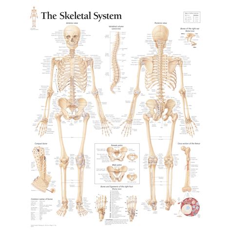 The Skeletal System Anatomy | Health Life Media