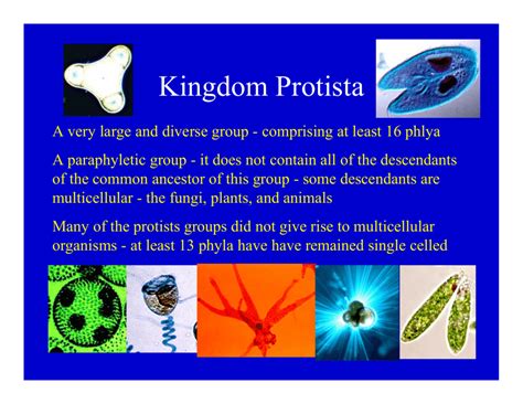 Protists | Free Nude Porn Photos