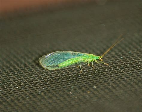 The Insect Diary: Golden-Eyed Lacewing & Brown Lacewing