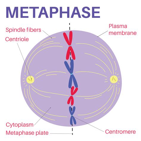 Different Stages Of Metaphase