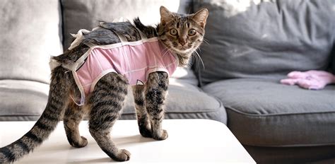 The Cost of Spaying Your Cat – Can You Afford Not To? - The Vets