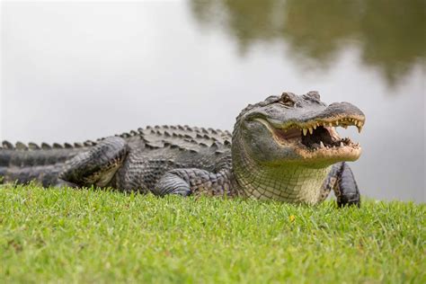 'I Can't See Her!' Frantic 911 Call Released After Alligator Fatally ...