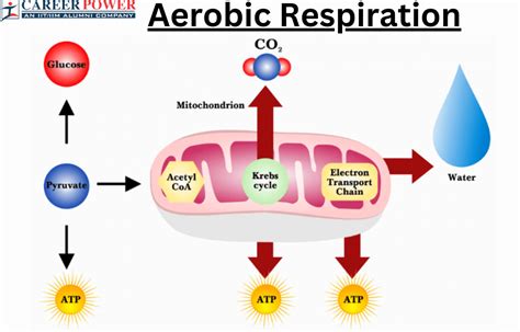 Aerobic Respiration: Definition, Equation and Examples