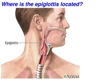 Throat Anatomy Epiglottis