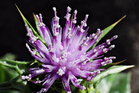 Milk Thistle Flower Free Stock Photo - Public Domain Pictures