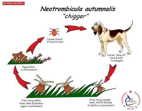 NCSU Veterinary Parasitology