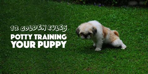 How To Toilet Train Puppy Overnight at Michele Hobart blog