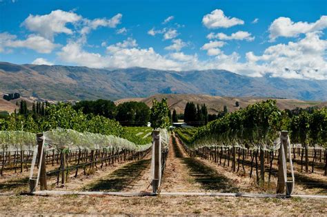 9 World Class Wine Regions in New Zealand | BootsnAll