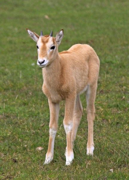 Oryx Calfs Are Or-Dorable! - Baby Animal Zoo