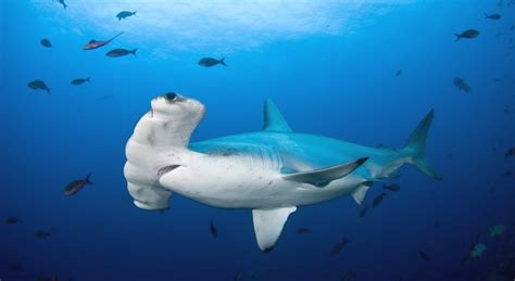 Scalloped Hammerhead Shark | Freediving in United Arab Emirates ...