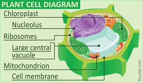 A Labeled Diagram of the Plant Cell and Functions of its Organelles ...