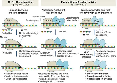 Frontiers | Combining SARS-CoV-2 Proofreading Exonuclease and RNA ...