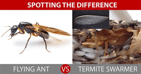 How to Get Rid of Flying Termites