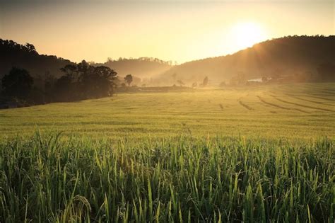 Premium Photo | Terraced paddy rice fields at sunrise chiang mai