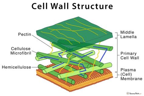 Function of Cell Wall Class 9 - CBSE Class Notes Online - Classnotes123