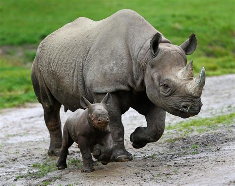 Giornata Mondiale dell'Ambiente: le specie che rischiamo di perdere per ...