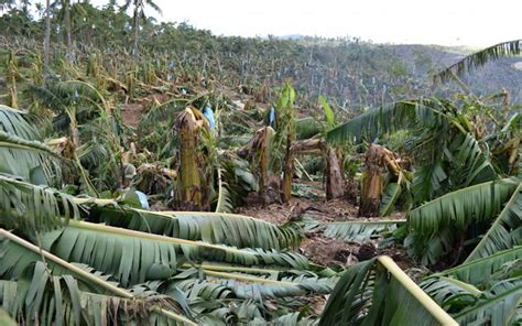 Philippines typhoon crop damage worth $110 million: FAO | News | Eco ...