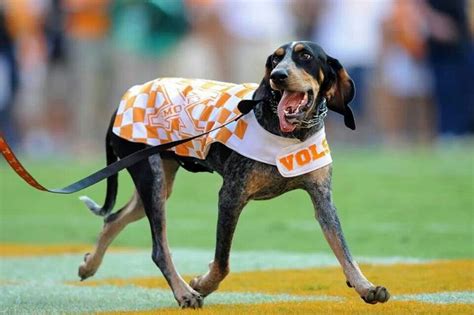 Smokey | Tennessee mascot, Live mascot, Tennessee volunteers football