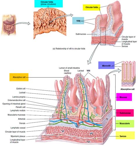 Small Intestine Location, Function, Length and Parts of the Small Intestine