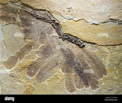 A fossilized bird's wing with feather imprints Stock Photo - Alamy