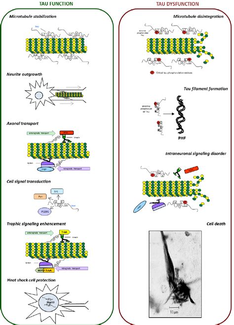 Tau is a multi-functional protein. As a microtubule-associated protein ...