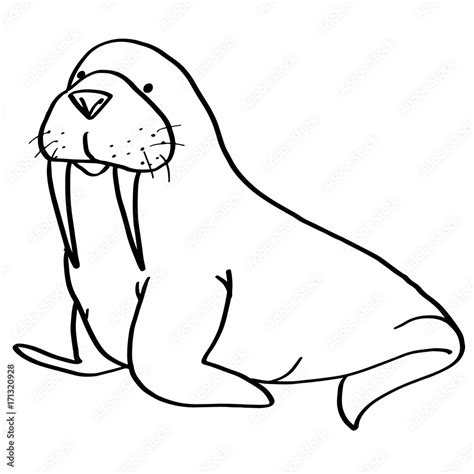 walrus drawing Stock Illustration | Adobe Stock