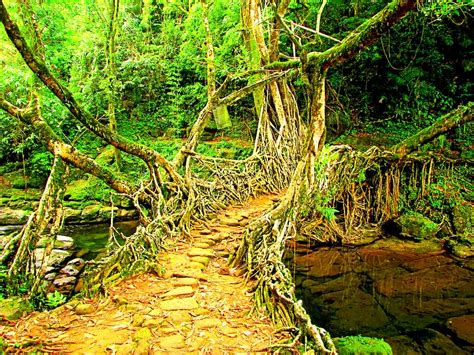 Living Root Bridge, Mawlynnong, Meghalaya How to Reach, Photos