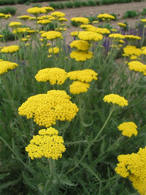 Achillea Coronation Gold | Bluestone Perennials