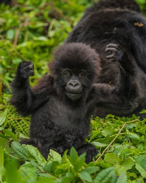 Infant mountain gorillas receive their names at Kwita Izina - Dian ...