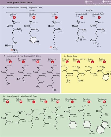 Amino Acid Study Guide: Structure and Function | Albert.io