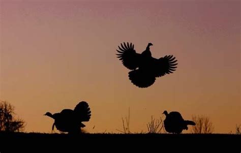 Pin by Staci Martin on Silhouettes | Turkey country, Silhouette ...