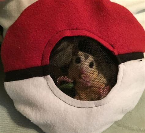 Sugar Glider Bonding: 5 Easy Steps To Form A Strong Bond | ThePetFAQ