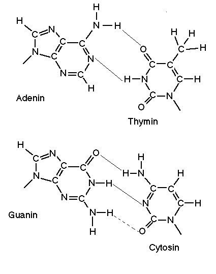 dna elements | Biology notes, Chemical structure, Biochemistry