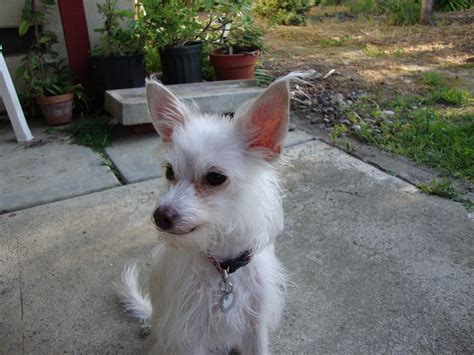 Westie Mix Breeds: 18 Most Popular You Will Love (w/ Pictures)