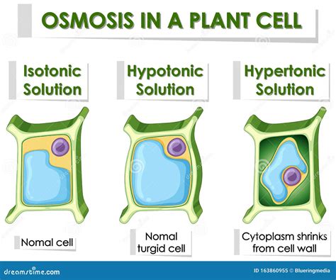 Cell Osmosis, Cell In Isotonic Solution, Cell In Hypertonic Solution ...