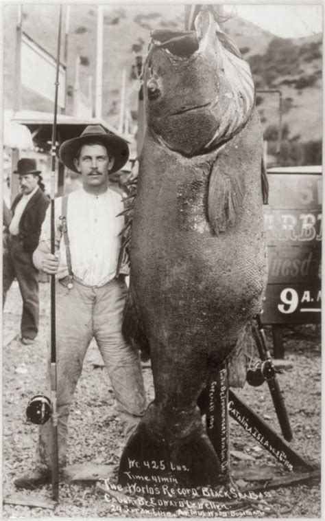 Giant (Black) Sea Bass - Pier Fishing in California