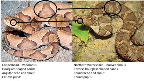 Northern Water Snake Vs Copperhead