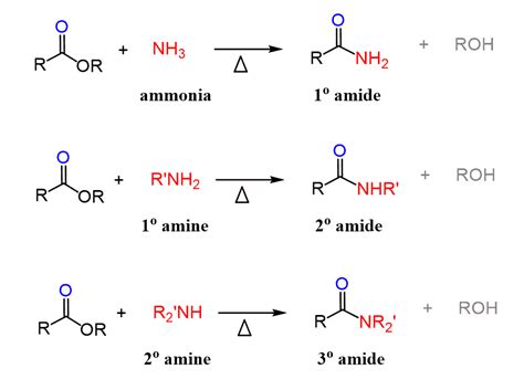 Amine And Amide - tacitceiyrs