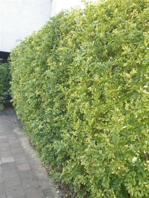 Murraya hedge (2) - Landsdale Plants