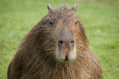 Best Capybara Stock Photos, Pictures & Royalty-Free Images - iStock