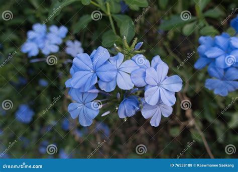 Cape Leadwort; White Plumbago; Plumbago Stock Photo - Image of ...