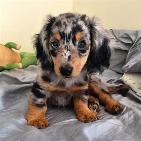 Pin by Tracy Williams on Too Cute! | Dapple dachshund, Dapple dachshund ...