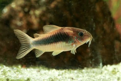 Cory Catfish Pregnant? A Closer Look At Its Breeding - eFishkeeping