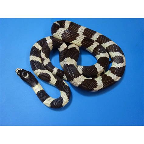 Black & White California King Snake (banded) -baby - Strictly Reptiles