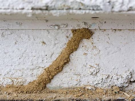 When Are Termites In Phoenix Most Active & What Signs To Look For