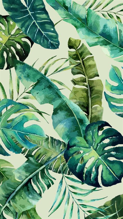 Monstera Deliciosa Wallpapers - Wallpaper Cave