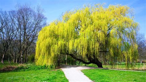 Pin de AgnieszkaKJ en Nature xX | Árboles llorones, Paisajismo, Árbol ...