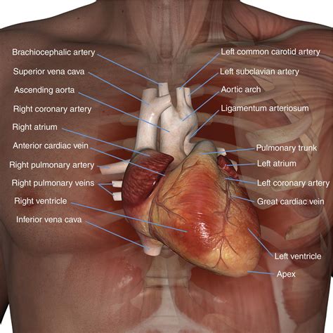 List 103+ Pictures Where Is Heart Located In Female Body Updated