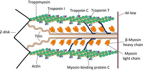 Troponin T - Wikiwand