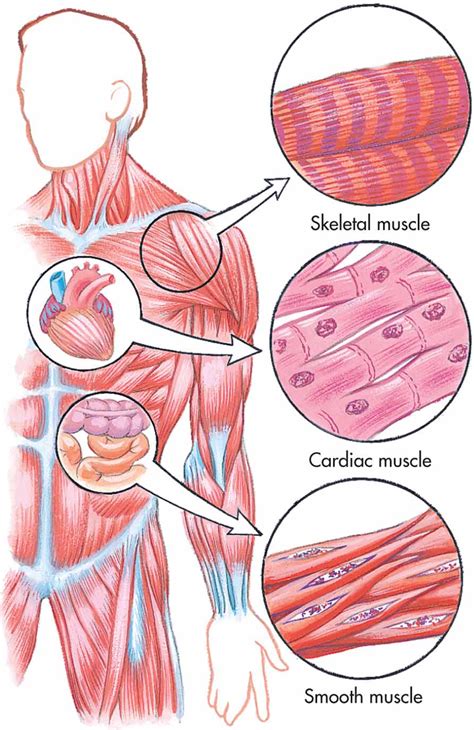 Muscle Tissue Drawing at GetDrawings | Free download